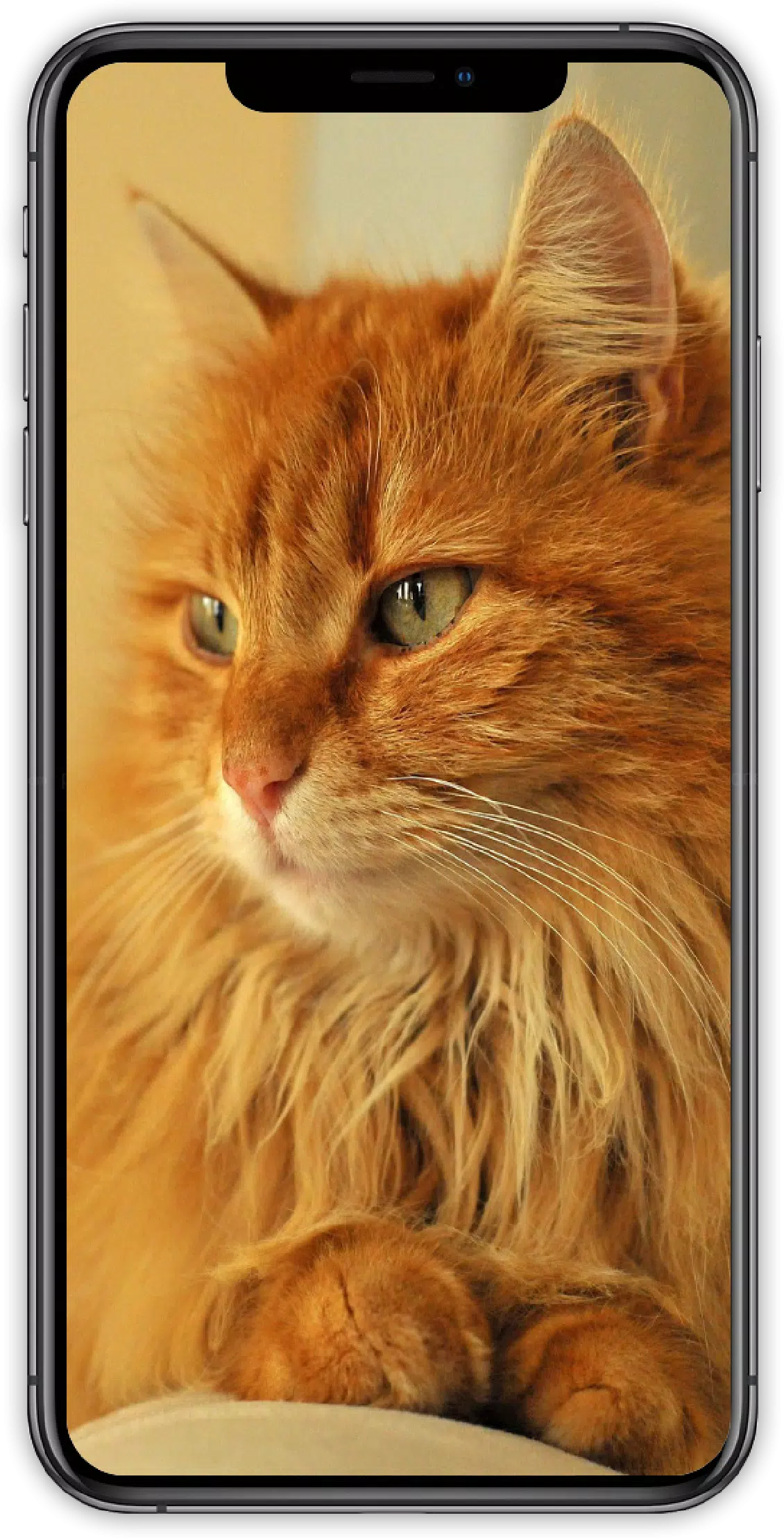 I Love Cute Cat Live Wallpapers 4K - HD APK per Android Download I Love Cute Cat Live Wallpapers 4K - HD APK per Android Download