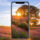 Lavender Sunset Wallpaper APK