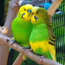 Parakeet Love Wallpaper APK