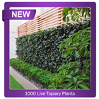 1000+ Live Topiary Plants 아이콘