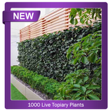 1000+ lebende Topiary-Pflanzen Zeichen
