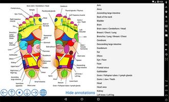 Foot Reflexology Chart capture d'écran 3