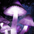 Mushroom Aesthetic Wallpapers