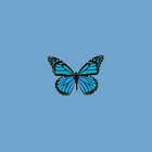 Butterfly Wallpapers 图标