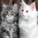 Cute Kitten Wallpapers APK