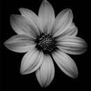 Flower Wallpapers APK