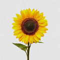 Sunflower Wallpapers