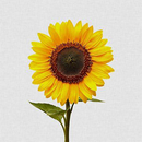 Sunflower Wallpapers APK