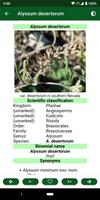 Plantes et Herbes Médicinales Affiche