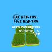 Grow Wheatgrass At Home