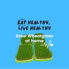 Diabetes With Wheatgrass آئیکن