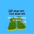 Grow Wheatgrass At Home ícone