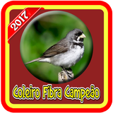 Coleiro Tui Tui Fibra Campeão biểu tượng