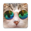 Смешные приколы фото и видео APK