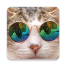 Смешные приколы фото и видео APK