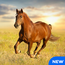 Horse Sounds and Ringtones APK