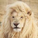 Sons de Animais APK
