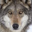 Angry Killer Wolf 3d Simulator APK