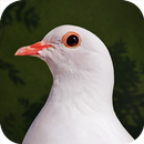 Destiny Dove APK