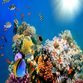 Life under Water live Wallpaper - Ripples