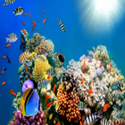Life under Water live Wallpaper آئیکن