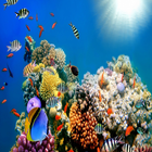 Life under Water live Wallpaper icône