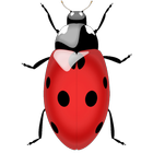 Ladybug Free Live Wallpaper HD ikona