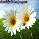 SetMyWallpaper APK