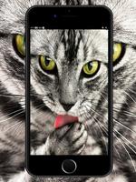 والپیپر گربه HD poster