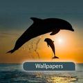 Sets of Dolphin Wallpapers