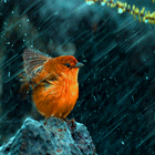 Расслабляющие звуки дождя: звуки сна и медитация иконка
