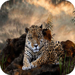 Leopard Wallpaper 图标