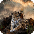 Leopard Wallpaper