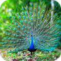 Peacock Wallpaper