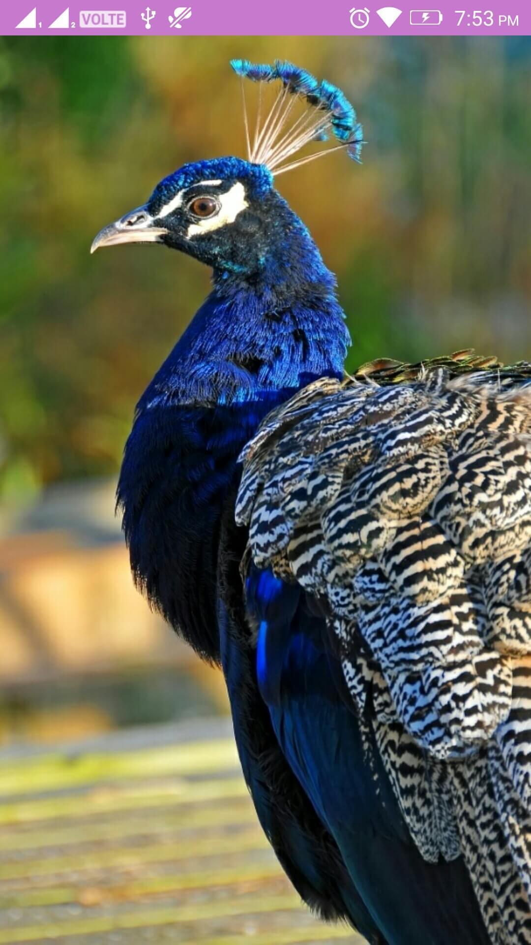 Peacock Wallpaper for Android - APK Download