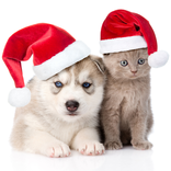 Fondos de pantalla de Mascotas