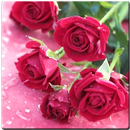 Rose Mobile Wallpapers APK