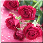 Rose Mobile Wallpapers icon