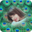 Peacock Feathers Photo Frames