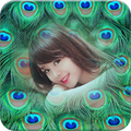 Peacock Feathers Photo Frames