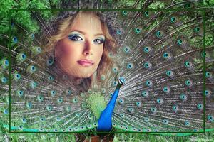 Peacock Feathers Photo Frames poster