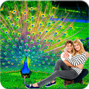 molduras de pavão APK