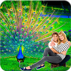Peacock Photo Frames 圖標