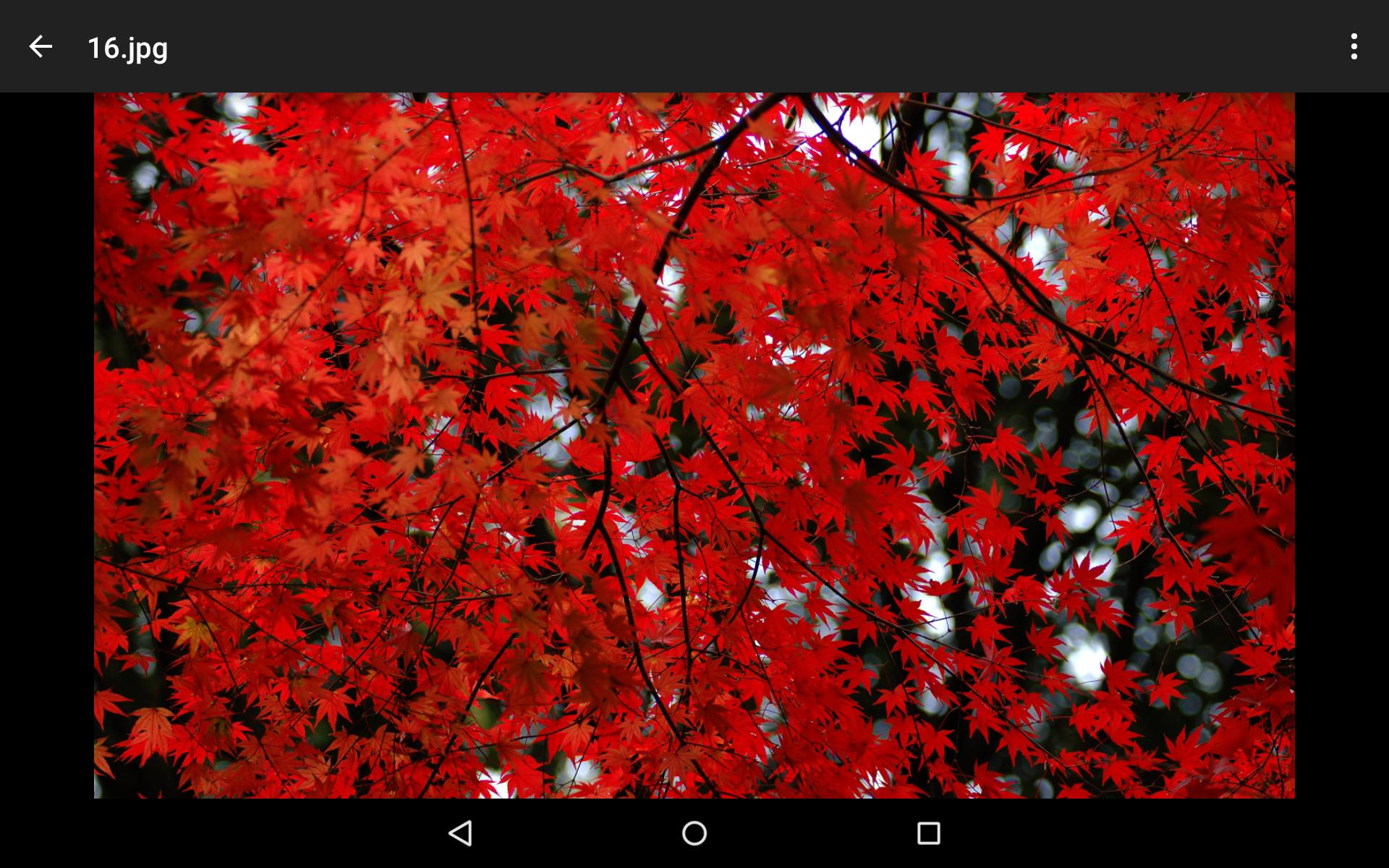 File Explorer For Android On Mac File Explorer For Android On Mac