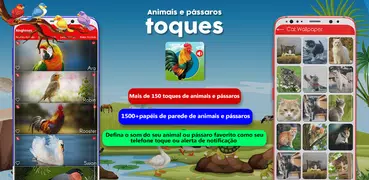 Toques de animais e pássaros