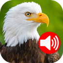 Animal Ringtones & Wallpapers APK