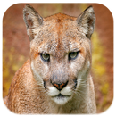 Fonds d'écran Cougars APK