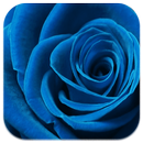 Fond d'écran Blue Rose APK