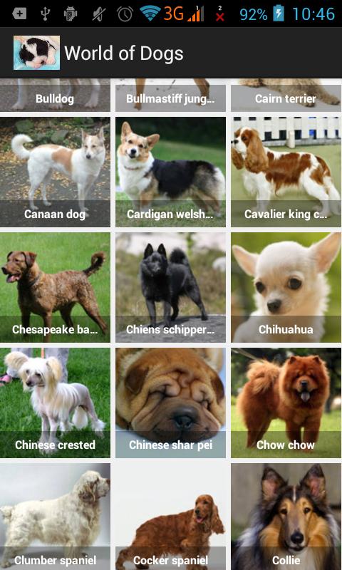 Выставка собак akc national championship. Какой будет курс dogs. Academic dog. Dog ui. Развитие собаки.