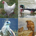 أسماء الطيور